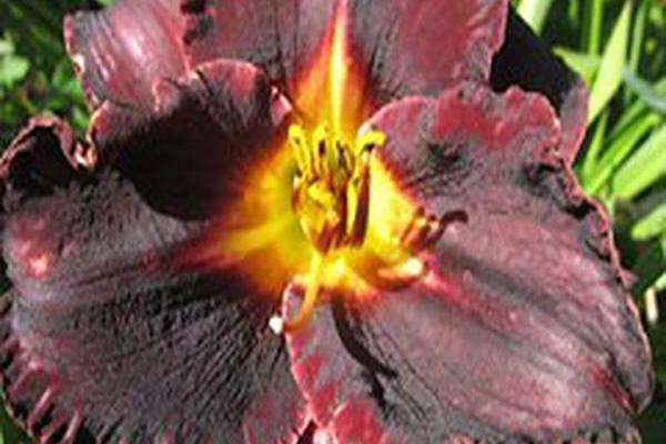 Hemerocallis \x27Black Stockings\x27 Hemerocallis \x27Black Stockings\x27