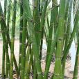 版納甜龍竹(版納甜竹) 版納甜龍竹(版納甜竹)