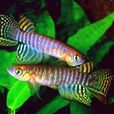 鱂魚 鱂魚