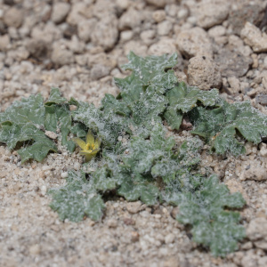 Jaborosa parviflora