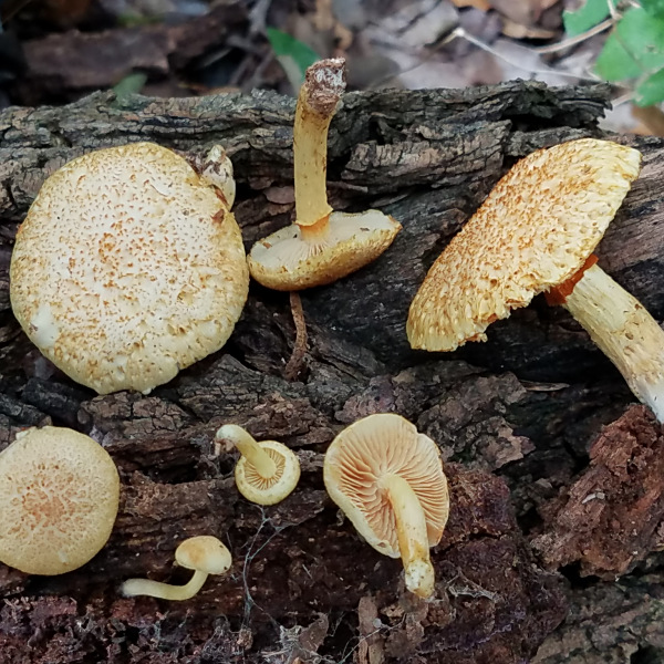 紅鱗裸傘