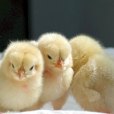 雛雞(chickling) 雛雞(chickling)