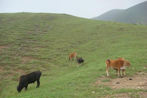 珍珠村(江西省贛州市上猶縣寺下鎮下轄村) 珍珠村(江西省贛州市上猶縣寺下鎮下轄村)