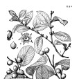 土蜜藤 土蜜藤