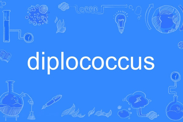 diplococcus diplococcus