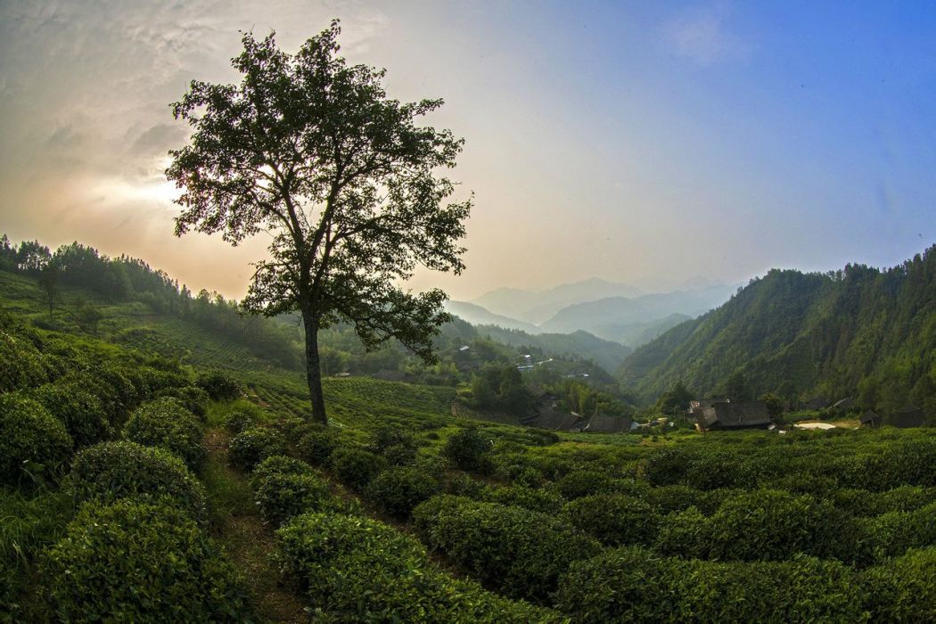 天茶村 天茶村
