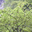 山白樹