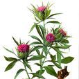 山精(植物蒼朮別名) 山精(植物蒼朮別名)