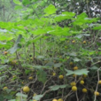 黃果茄 黃果茄