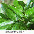 荔枝葉癭蚊 荔枝葉癭蚊