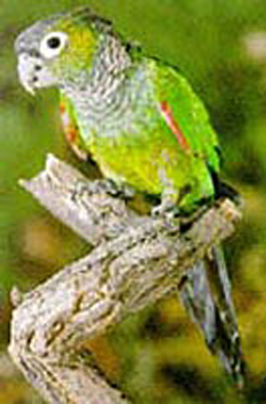 栗尾鸚哥查普曼亞種