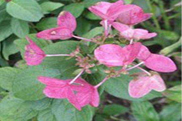 Hydrangea paniculata \x27Ilvomindy\x27 MEGA MINDY Hydrangea paniculata \x27Ilvomindy\x27 MEGA MINDY