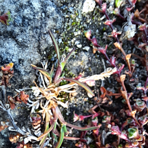 Phippsia algida