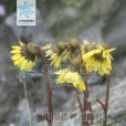方葉垂頭菊 方葉垂頭菊