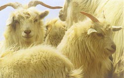 cashmere goat (內蒙古的山羊)