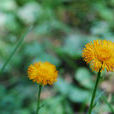 橙花飛蓬 橙花飛蓬
