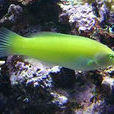 綠鰭海豬魚