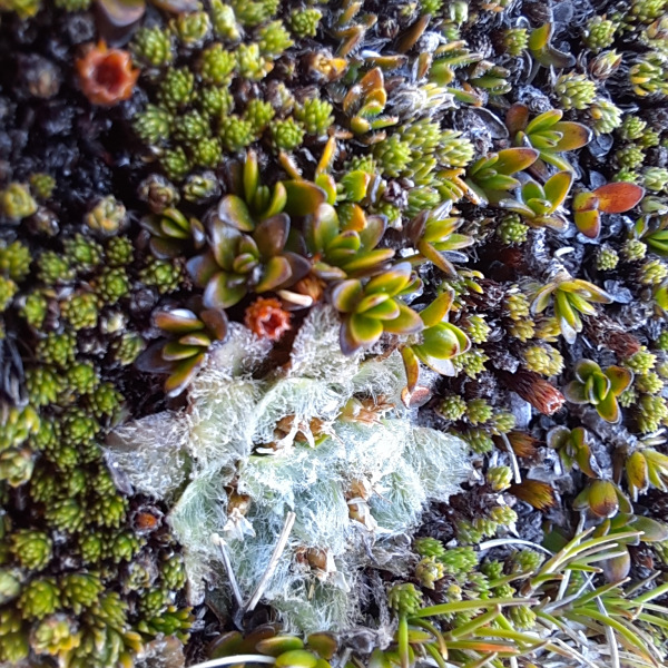 Plantago lanigera