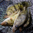 鄂城鱖魚 鄂城鱖魚