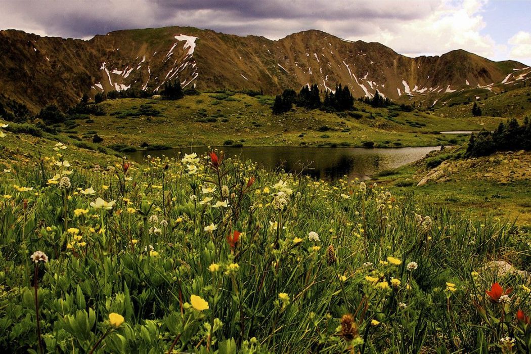 高山苔原(地理區劃)