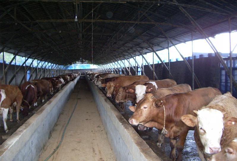 基地交易大市場--改良育肥牛