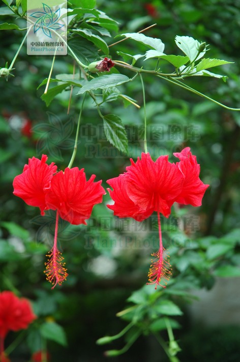 燈籠花(木槿屬植物)