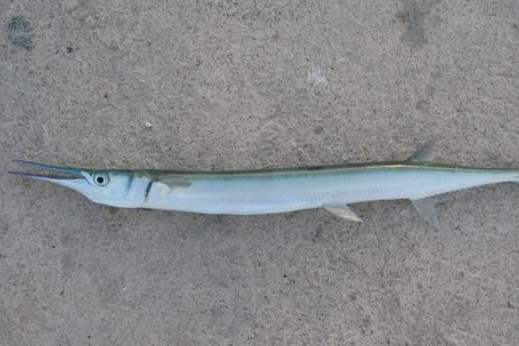 吻鱵魚屬 吻鱵魚屬