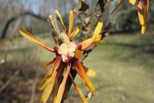 Hamamelis \x27Rochester\x27