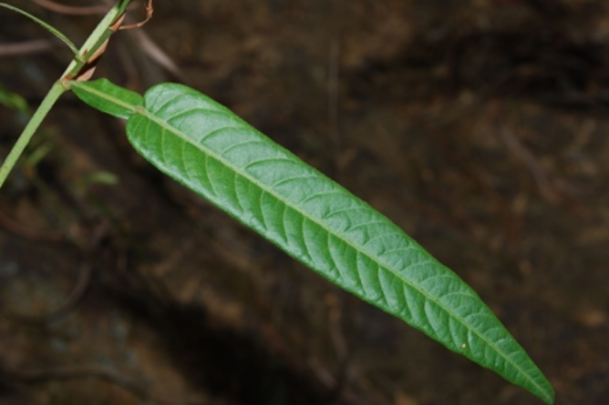 葫蘆茶(豆科葫蘆茶屬植物) 葫蘆茶(豆科葫蘆茶屬植物)