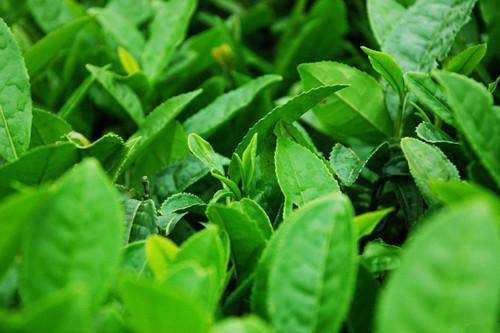磨坪貢茶 磨坪貢茶