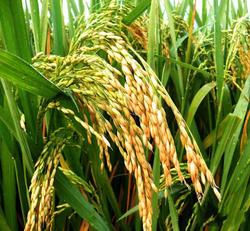 R18(水稻品種)