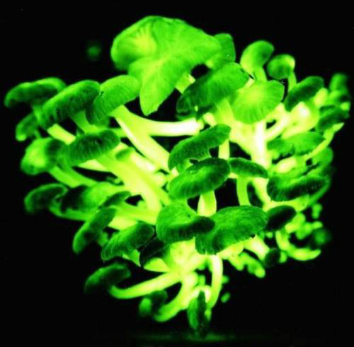 螢光蘑菇