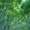樹林(台灣縣轄市) 樹林(台灣縣轄市)
