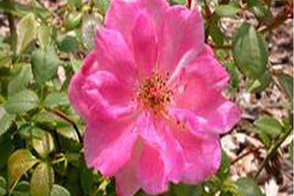 Rosa \x27Savaseat\x27 SEATTLE SCENTSATION