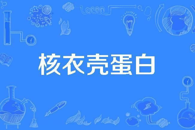 核衣殼蛋白 核衣殼蛋白