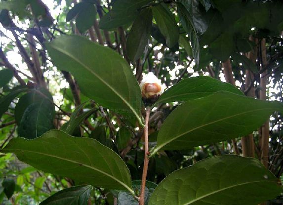 石果山茶01 石果山茶01