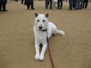 紀州犬