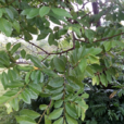土蜜樹 土蜜樹