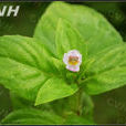 白花水八角 白花水八角
