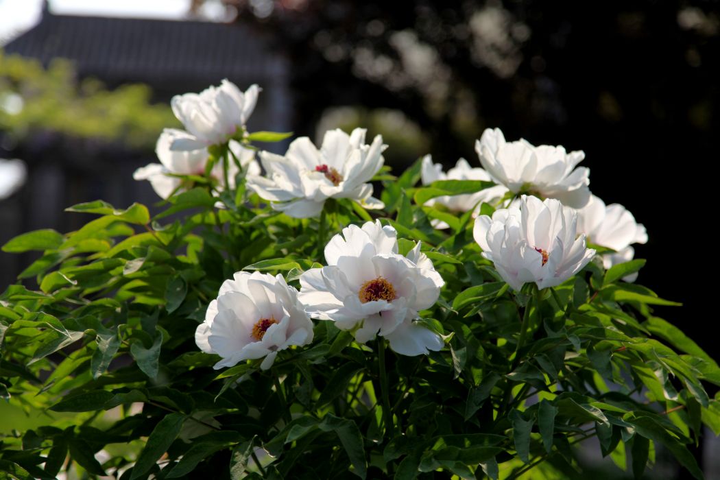 羞月(菊科菊花屬植物) 羞月(菊科菊花屬植物)