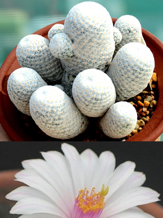 白鷺(仙人掌科植物) 白鷺(仙人掌科植物)