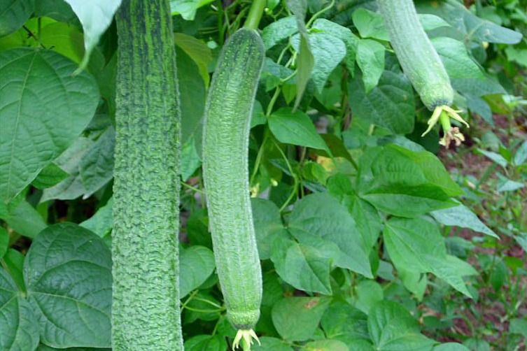 華瓠雜2號 華瓠雜2號
