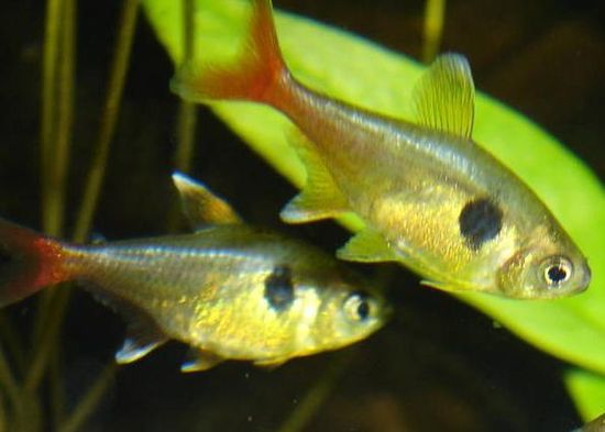 金旗燈魚 金旗燈魚