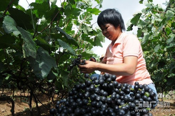 桂葡7號 桂葡7號