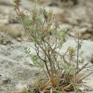 Poliomintha marifolia