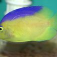 紫背仙魚 紫背仙魚