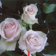 美琪(薔薇屬觀賞植物品種) 美琪(薔薇屬觀賞植物品種)