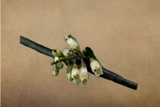 疏花杜莖山 疏花杜莖山