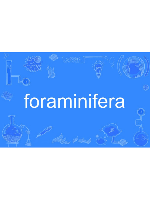 foraminifera foraminifera