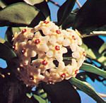 球蘭(Hoya carnosa)
